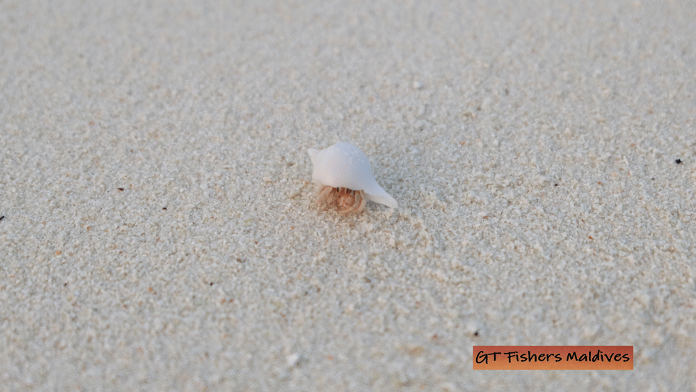 




ชายหาดสะอาดตามาก :love: ปูเสฉวนเต็มชายหาดไปหมดสมบูรณ์จริงๆทะเลบ้านเค้า :love:



