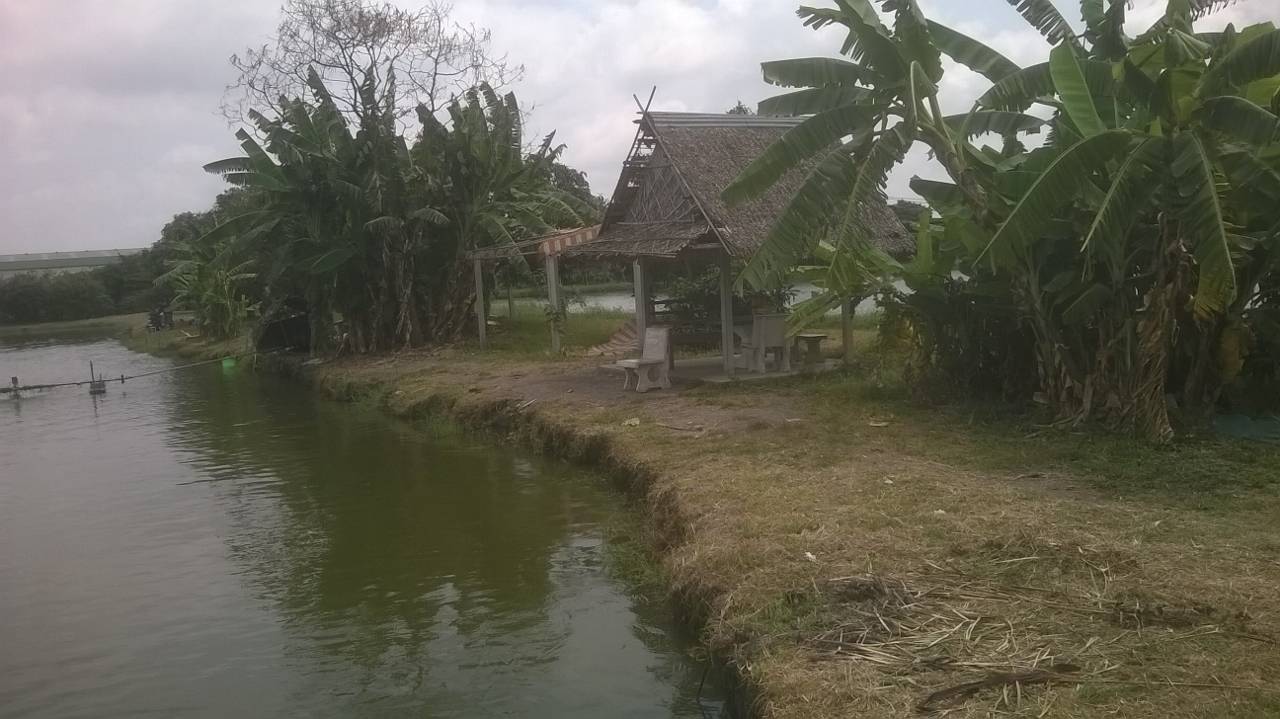 [center] :love:

 [b]บรรยากาศบ่อ ร่มเย็นต้นไม่เยะ แต่ต้องเตรียมเสื่อไปเองนะครับ สำหรับผู้ติดตาม[/b
