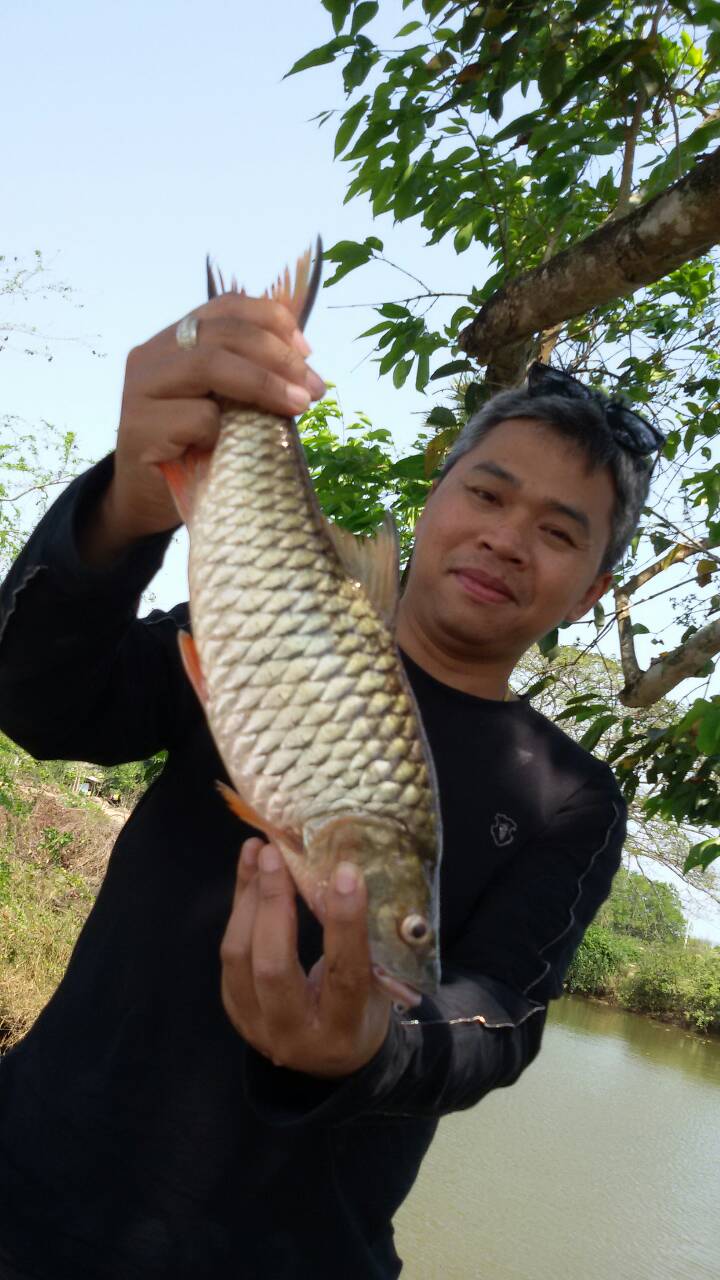 ณ.ยางชุมครับ กัดดีเหมือนเดิมครับ ทริปนี้มีเวลาน้อยครับ 2 ชั่วโมงจัดกระสูปมา 23 ตัวครับ ไซน์สวยๆครับ 