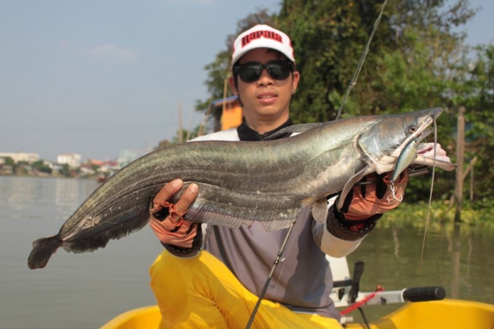 ผลงานนี้ต้องยกให้เขา Rapala Shad Rap ALB7......OK :cheer: :cheer: :cheer: :cheer: :cheer: :cheer: