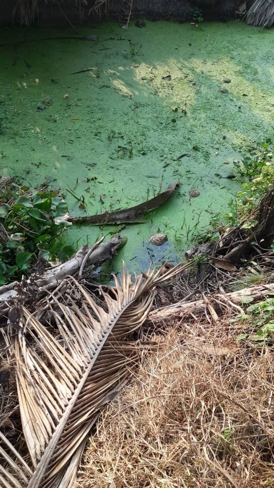 + กัดตรงลูกมะพร้าวข้างตลิ่งและก็มุดเข้าตอเลย... +