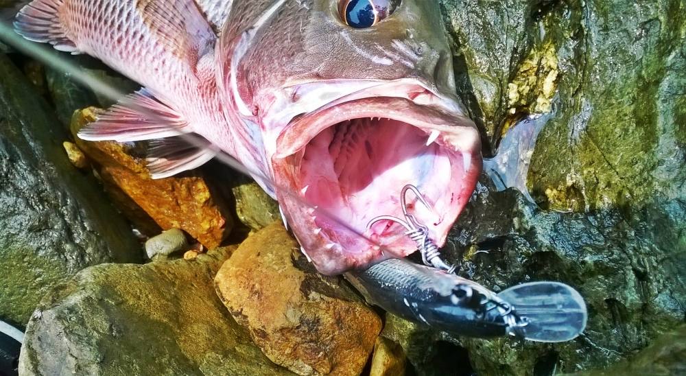 ล่ากะพงแดงตอน 2 (อ่าวเคย คุระบุรี) The rock fishing