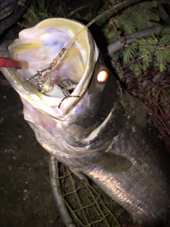 กะพงยามค่ำคืนกับเหยื่อลายเกล็ด

07/02/2015
Night fishing episode rung siam
lucky craft b-freeze 