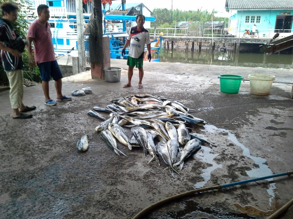  [center]:cheer: :cheer: :cheer: เรือเทียบท่าแล้วก็ขนของเอาปลามาจัดเรียงนับจำนวนถ่ายรูปกันไว้เป็นที่