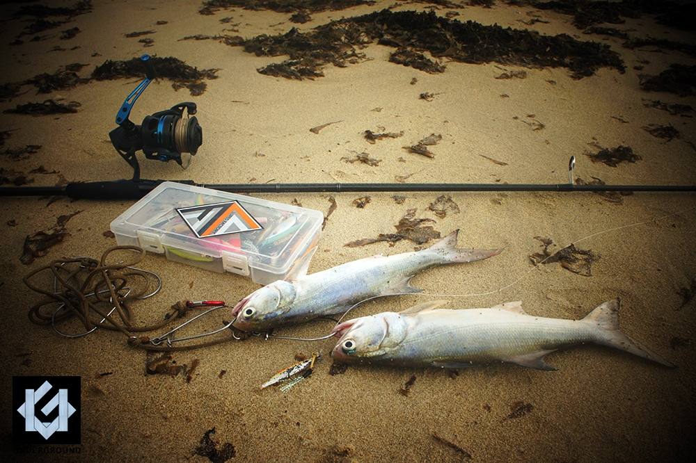  [center]ลากเรือขึ้นเก็บ พากุเราขึ้นมาด้วย 2 หน่วย

Species : Fourfinger threadfin
Jig : Undergro