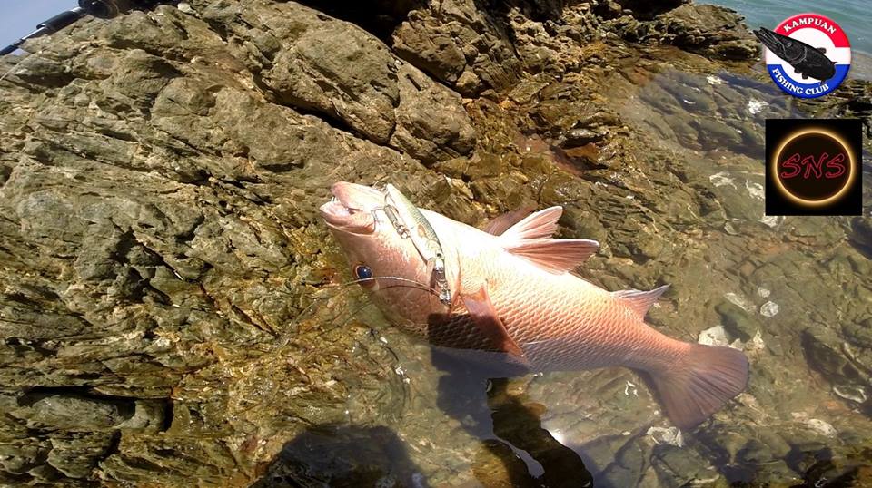 ไม่มีปลามีแต่ภาพวิว( ล่ากระพงแดง)  Rock fishing