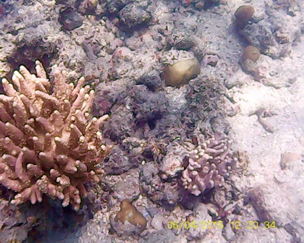 

 ทั้งหอยมือเสือและปะการังน้อยใหญ่กำลังงอกงาม บอกเลยแนวนี้ไม่ใช่แนวที่คนดำน้ำนะครับ เป็นแนวหินทั่