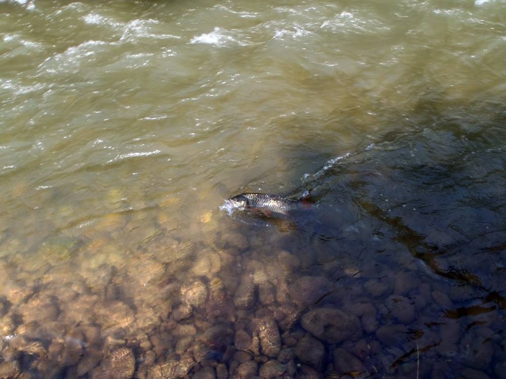 [center] :smile: :smile: :smile:[/center]