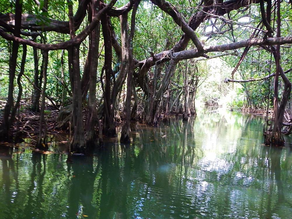 
 [center]ผ่านแนวที่เป็นอุโมงค์ต้นไทรเยอะๆมันสวยมากๆครับ เพลินกับการพายเรือชมวิวไปเลย  :love: :love