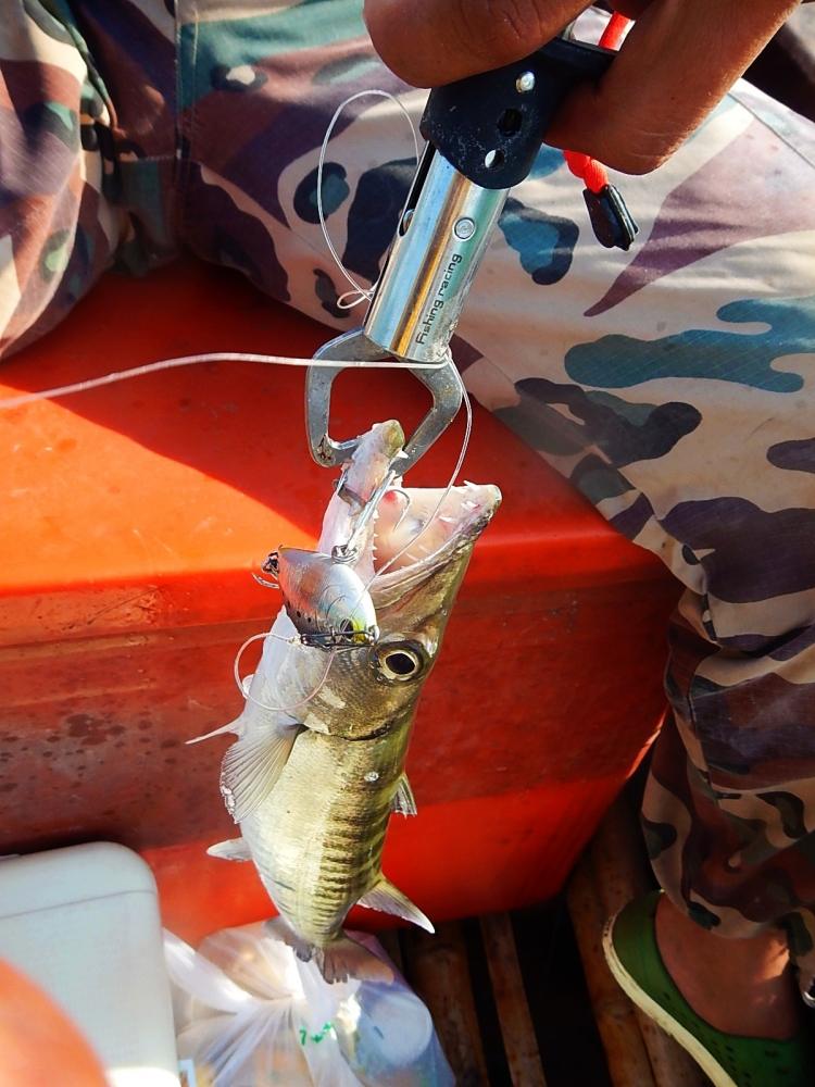 
 [center]จากการใช้เหยื่อยืม   :grin: :grin: :grin:

TACKLE HOUSE SINKING SHAD 70 mm23 g[/center]