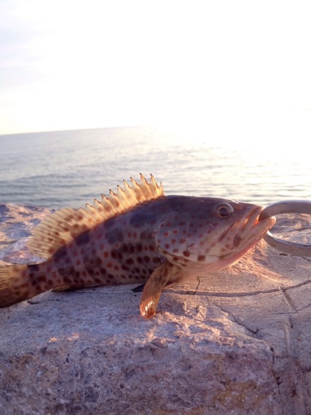 มาทำความรู้จักเจ้าGrouper Fish กันสักนิดนะครับ

วงศ์ปลากะรัง หรือ วงศ์ปลาเก๋า (อังกฤษ: Grouper) วง