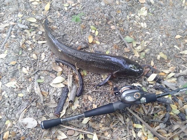 Free style fishing ( Texas rig #1)