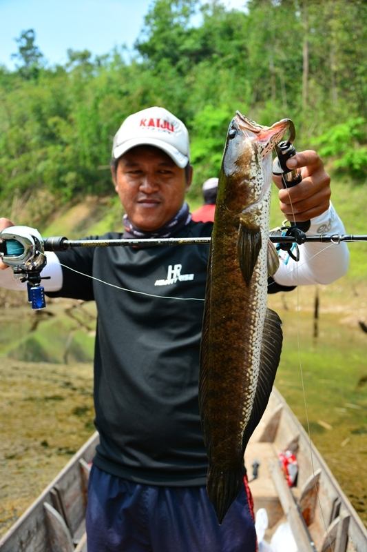 ::::: Hearty Rise Evolution :::::

" ช่อนเขาแหลม " Hearty Rise Evolution 10-17 Lb. 6.6 Ft. 

ง