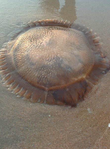 มีแมงกะพรุนด้วยโดนไปคงแพ้แน่ๆเลย ตอนนี้อยู่ในช่วงสำรวจชายหาดยามเช้าครับ  :smile: :smile: :smile: