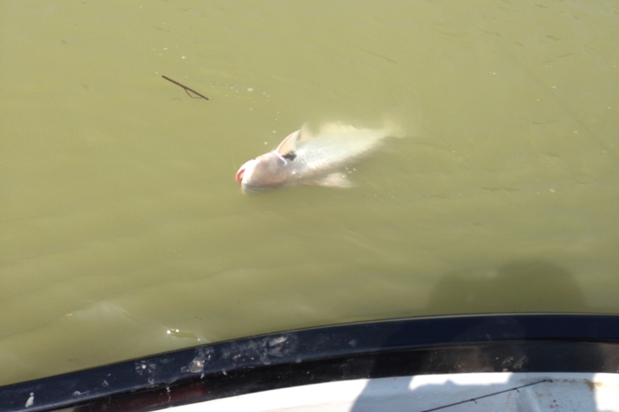 

 [center] [b]เทโพอีกเเล้ว ช่วงนี้เทโพเข้าตามกระชังเยอะจริงๆ[/b][/center]

 [center] :grin: :gr