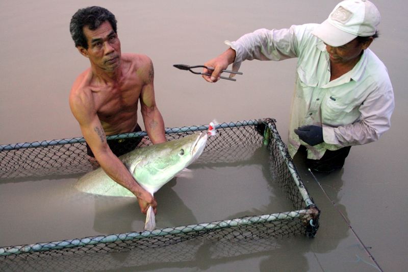 ปลดเหยื่อออกจากปากเรียบร้อย 
ตัวเบ็ดบีบเงี่ยงครับ ลดการบาดเจ็บของปลาครับ