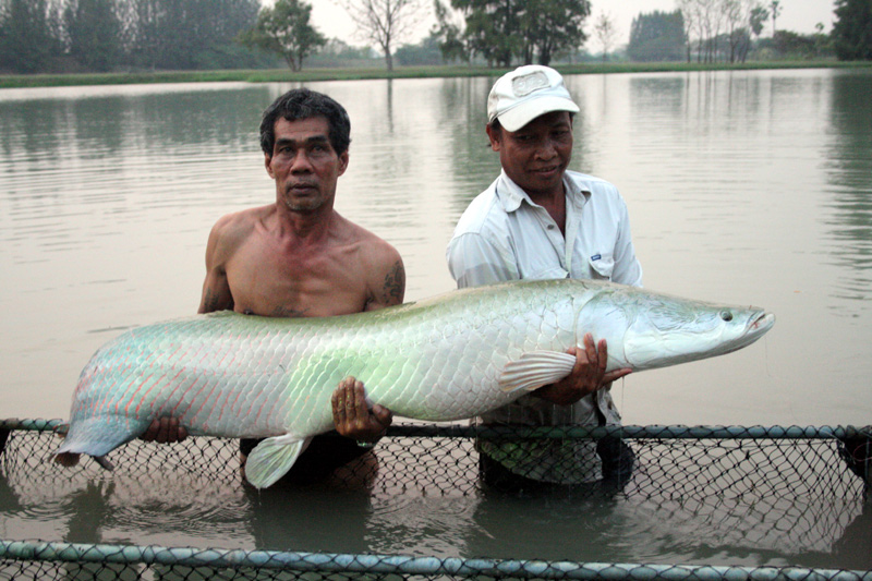 โทรฟี่ของน้าศรครับ ช่อนอเมซอนประมาณ 50 kg