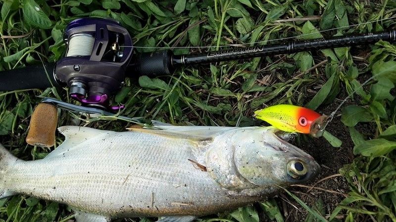  [center][b]

Hearty Rise Evolution  10-17 lb.  6.6 ft.

 Rapala popper 7 cm.[/b]


:love: :l