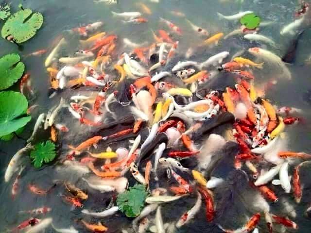 ปลาคราฟ ฟรี