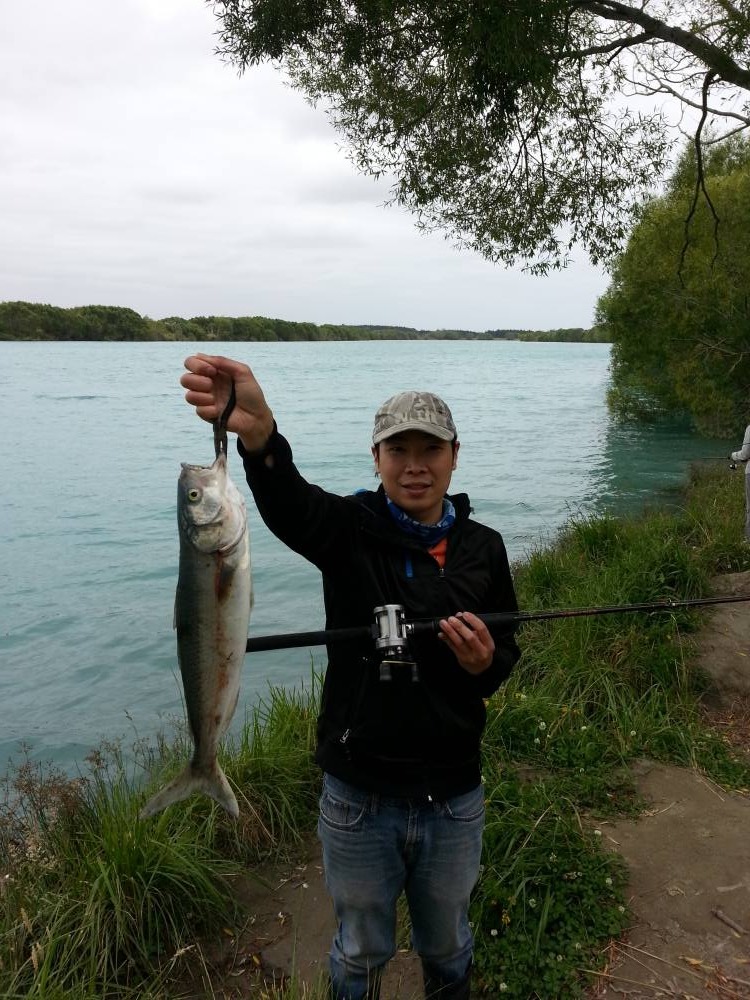 เมื่อมีHerring ผมเลยลองใช้เหยื่อสด(ไก่สด)หั่นชิ้นใหญ่ขึ้นแล้วลองตีไกลๆแช่ดู ผลที่ได้Kahawai กินครับ 