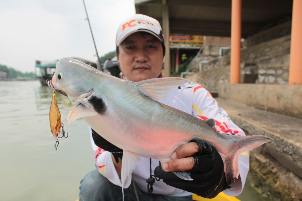 น้ากัสไม่รอช้า....ส่งเหยื่อเจ้าRapala Scatter Shad Rap สายแข็งของเขาลงไปชื่นชมเทโพแม่น้ำตัวแรกของเขา