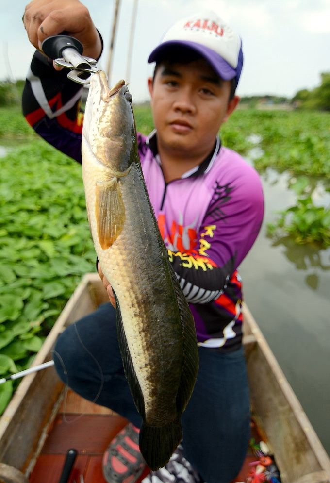 ช่อนแม่น้ำ " กัดทะลุ เพดาน "