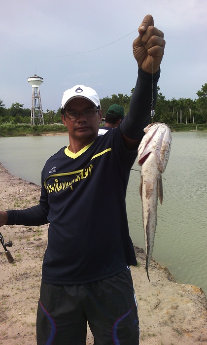 น้องช่อนตัวนี้กัดเหยื่อ ไก่ชน ครับ เหยื่อบ้านๆราคาถูกๆ แต่เปี่ยมไปด้วยคุณภาพเกินตัวครับ..อิอิ..
 :c