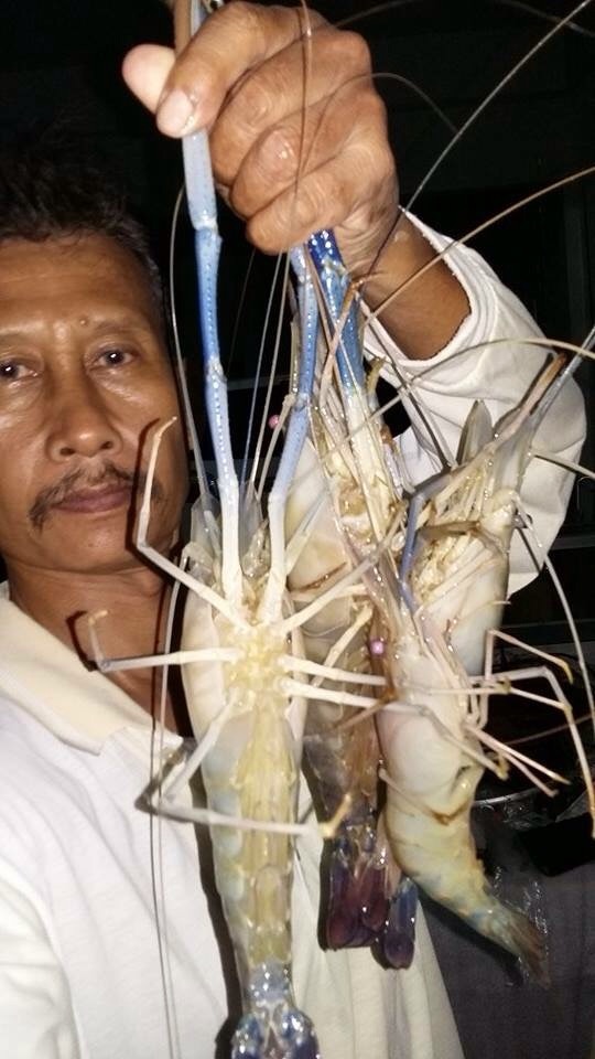 ภาพกุ้รวมครับได้มา 4ตัว หลุด 1ตัว.   ภาพไม่ค่อยชัดครับ. ทำไม่ถูกเลยตอนกุ้งกินแป็ปเดียว. คันคู้พร้อมก