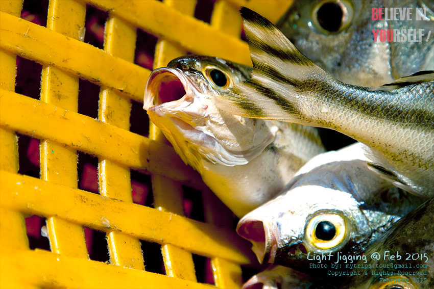 ปลาเล็กรับแขกกับเกมส์ Light Jigging ก็ยังได้รับการตอบรับขึ้นมาเรื่อยๆ  :umh: