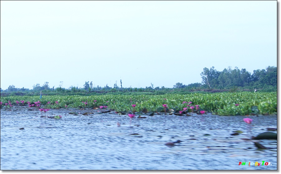 
 [center]ดอกบัวยามเช้ามันสวยจริงๆ ภาพก็งันๆ มีโอกาสต้องชมกีนเองให้เห็นกับตานะครับ.[/center]