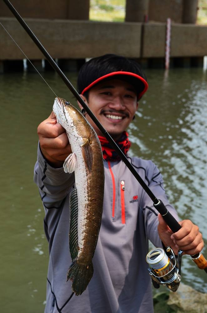 .

ช่อนแม่น้ำ snakehead fish Chaophraya RIVER !! :heart:

Rod : Sakura ANTIDOTE
Reel : Shimano 