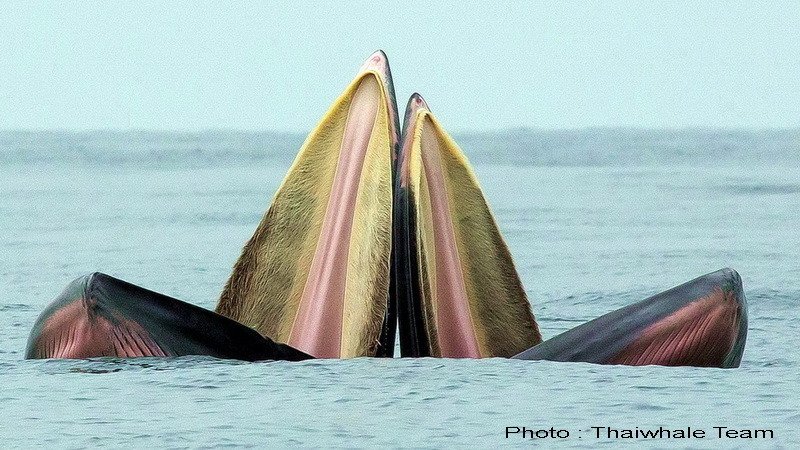 ขอเชิญพี่น้องร่วมลงชื่่อ อนุรักษ์วาฬ "บรูด้า" เป็นสัตว์สงวนครับ 