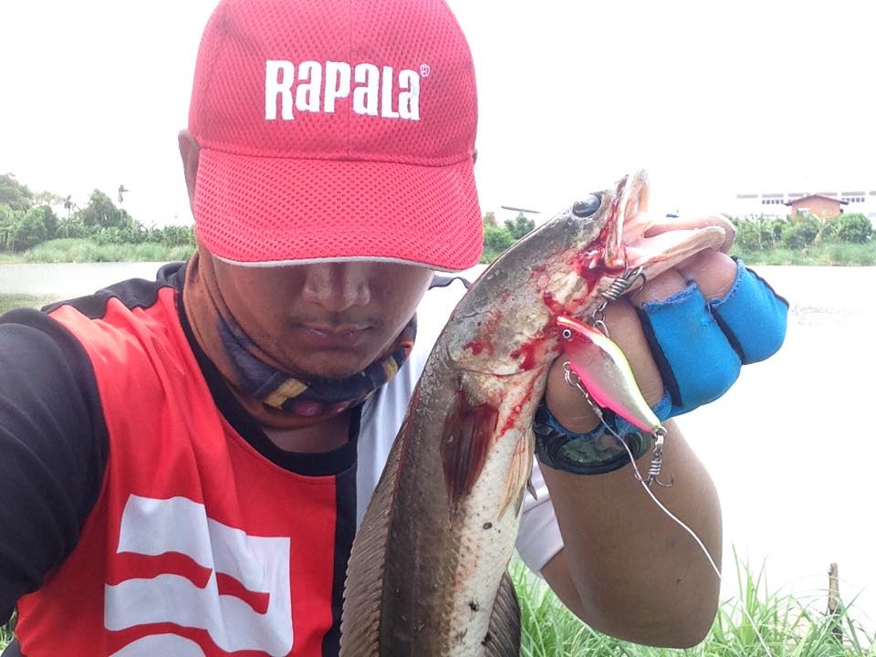 ขอหล่ออีกสักรูป กับ  [b]Rapala Rattlin[/b]