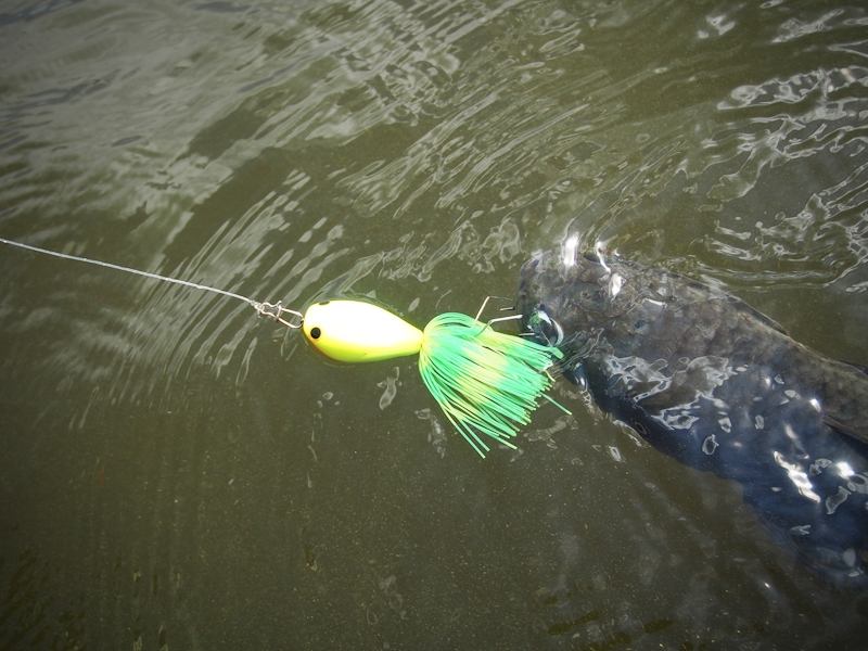  [b][center]

Lure: Mahseer Tackle

Gaudy Frog Lemon 4.5cm. [/center] :grin: [/b]