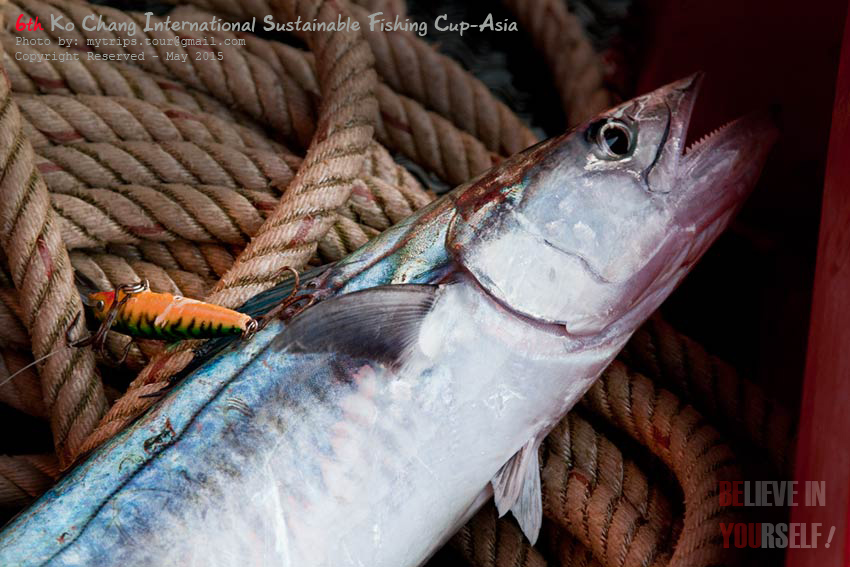 It’s King Mackerel.  :umh: :love: