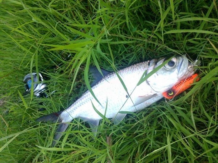 Phuket Indo-Pacific Tarpon