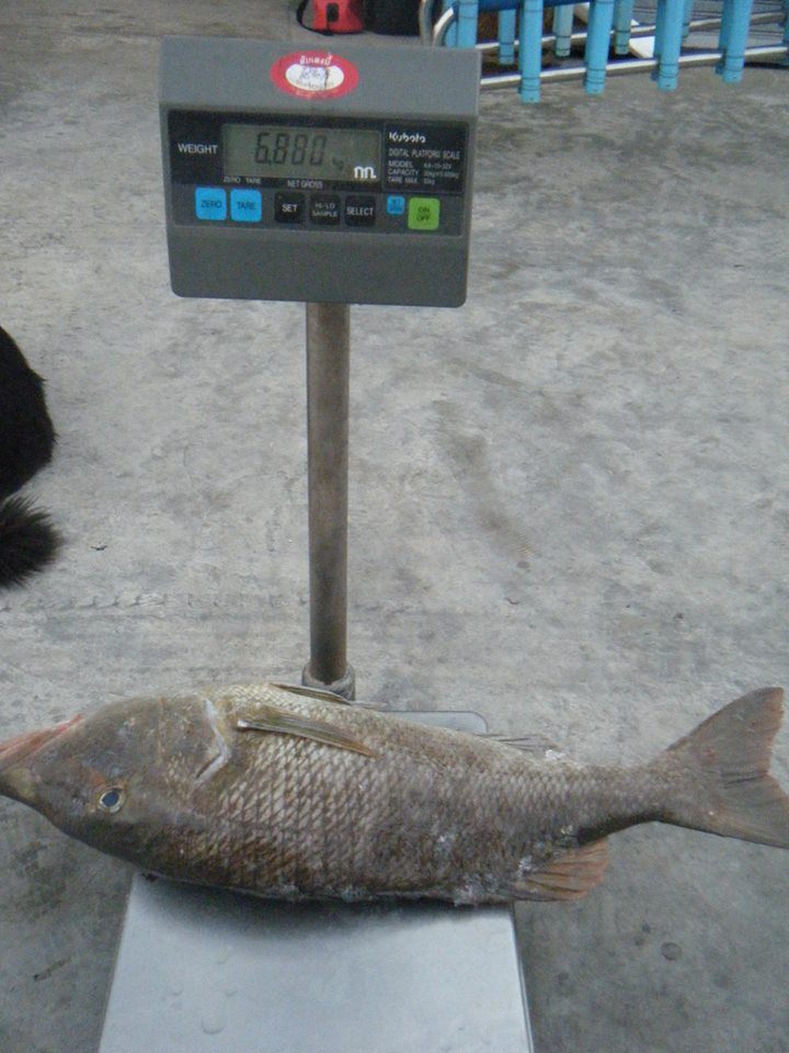 ปลาหัวเสี้ยมมาชั่งที่แล้มป์ได้ 6.88 กก.
