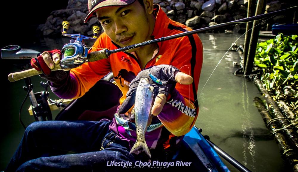  [q] [center] [b]Lifestyle Chao Phraya River[/b]
ปลาประจำถิ่น แม่น้ำเจ้าพระยา
คัน BALLISTA WATER_W