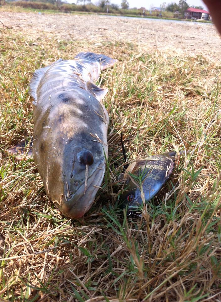 ปลาชะโดครับ giant snakehead fish ที่pilot ตีเลาะฝั่งไป10ไม้กัดทุกไม้ แต่อัดหลุดตลอด ได้ขึ้นมาตัวเดีย