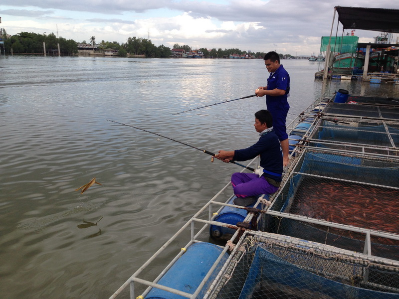 สุดท้ายพลาด โดนลงไปกบอีกแล้วต้องเดินไปหัวกระชัง ตอนนี้ตีลงไว้ 3 คันคับ น้าติ๊กกำลังเก็บอีกคันนึงขึ้น