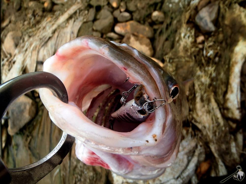 [center]ดูดเหยื่อลงไปเกือบมิด ดีที่เบ็ดตัวหน้าไปติดที่ขอบปาก ไม่งั้นปลาตัวนี้อาจไม่รอดถ้ากลืนลงคอ[/c