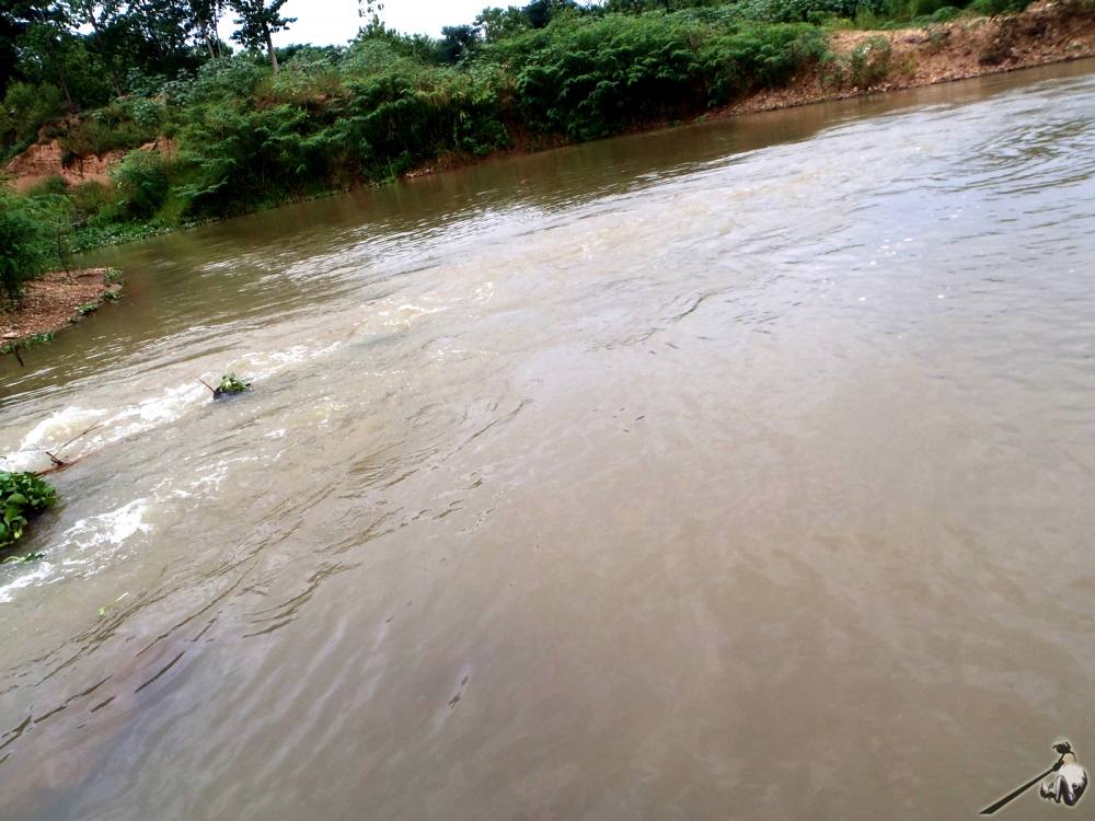 [center]ตัวนี้ทำท่าจะมุดกิ่งไม้ที่ติดอยู่ตรงกลางอย่างเดียวเลย[/center]