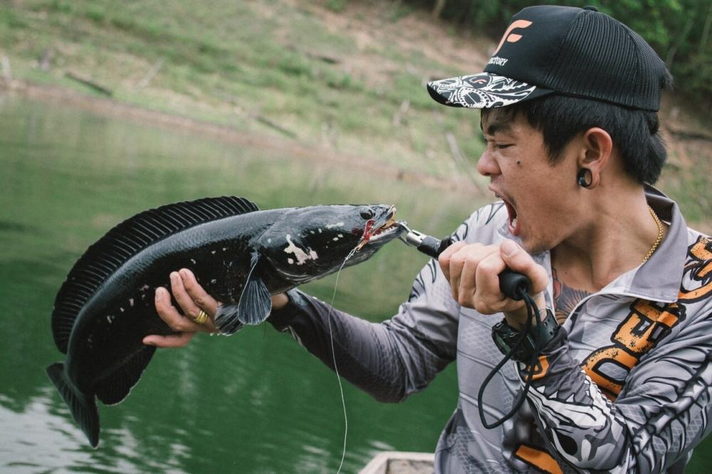 Giant Snakehead @เขื่อนศรีนครินทร์ 