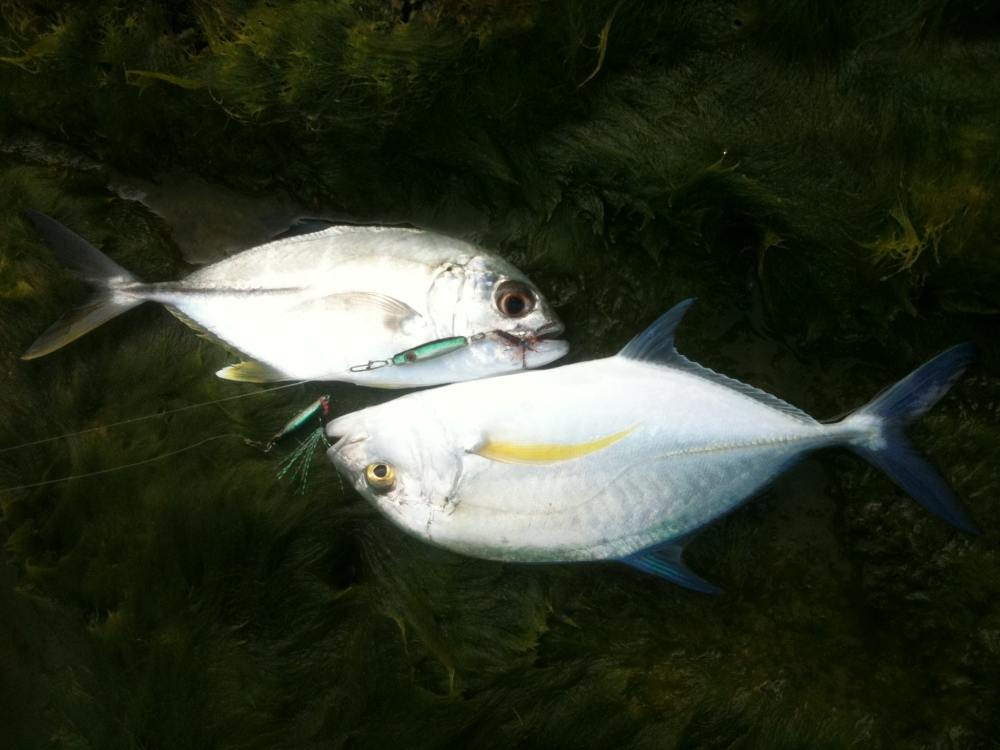 Micro Shore Jigging Phuket