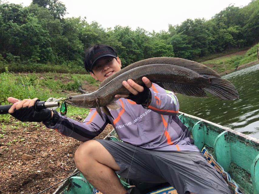     ช่อนงูเห่าก้อมานะครัชช