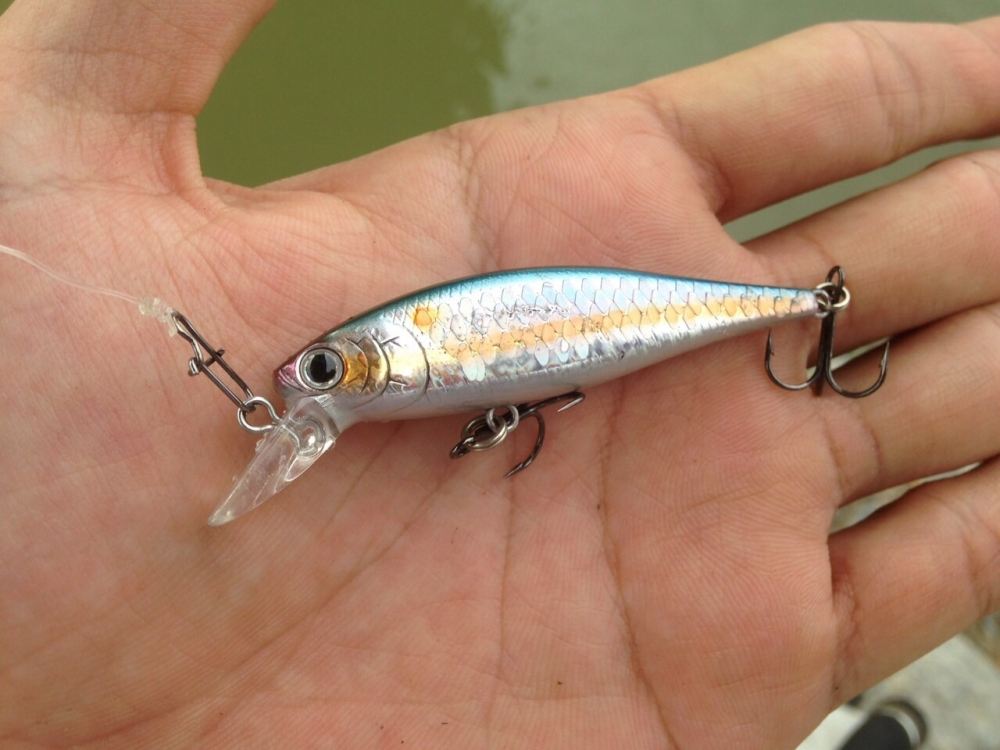  :cheer:ไม้แรกส่งทีเด็ดกันเลย :cheer:
    Lure:Lucky craft pointer 65
         Color: ms american 