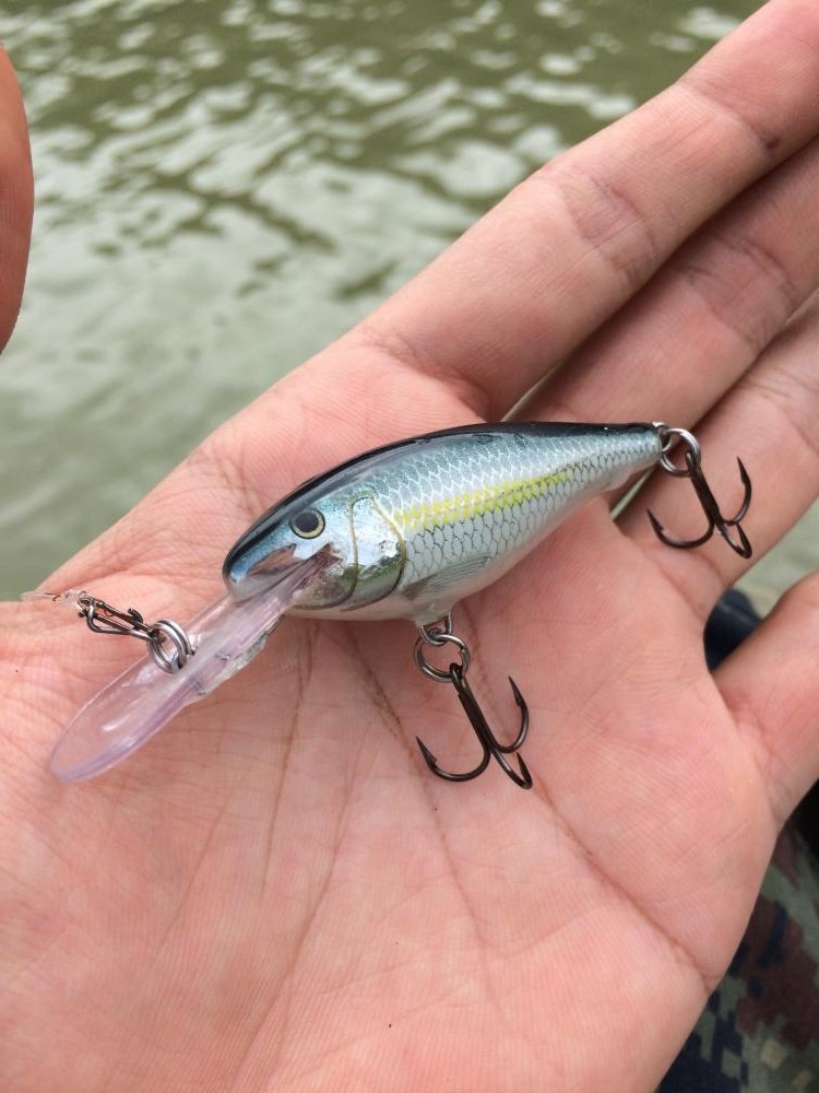  :cool:สายๆแล้วอากาศร้อนเปลี่ยนเหยื่อเป็นดำลึกส่ะหน่อย :talk:
ส่งRapala shad rap 5cm สี albลงไปขุดด