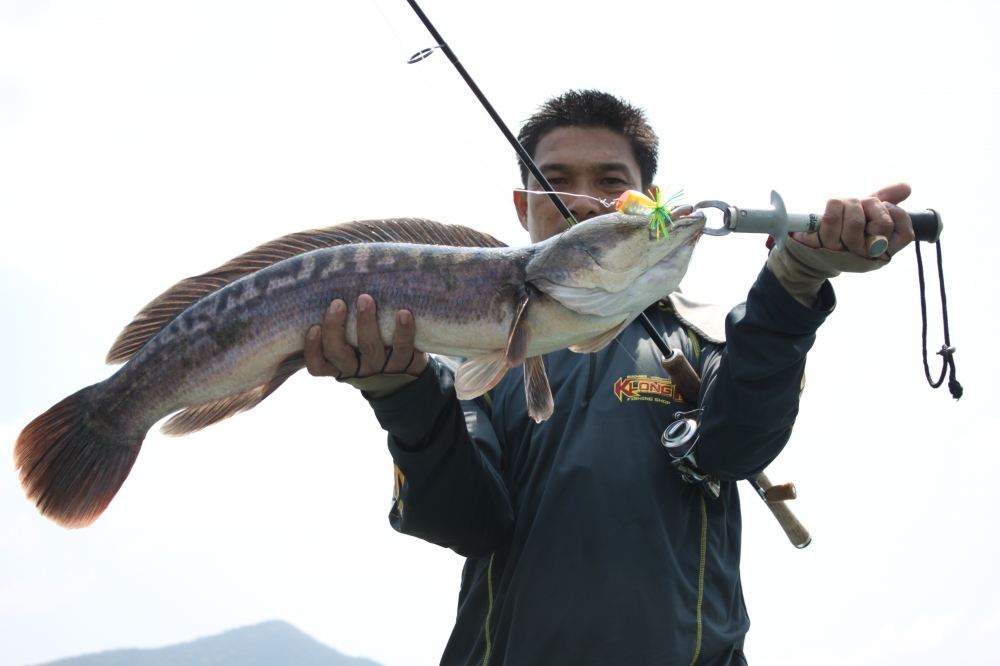 It's Giant Snakehead !!!!!!! :love: :love: :love: :love: