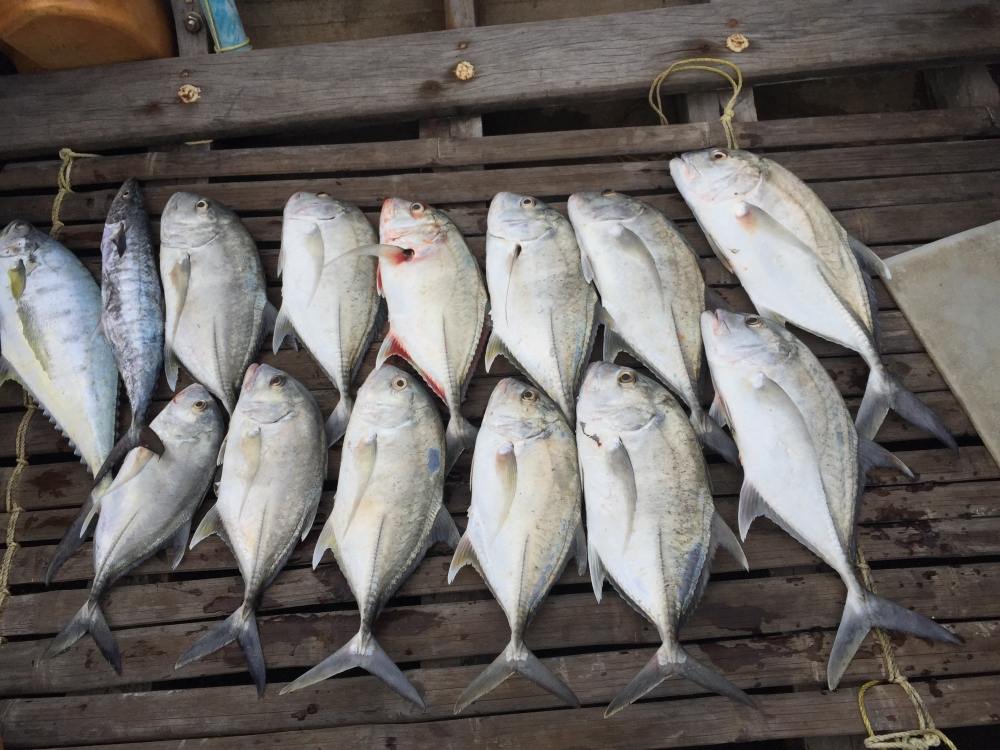 ปลารวมวันนี้คับ 14 ตัวคับ