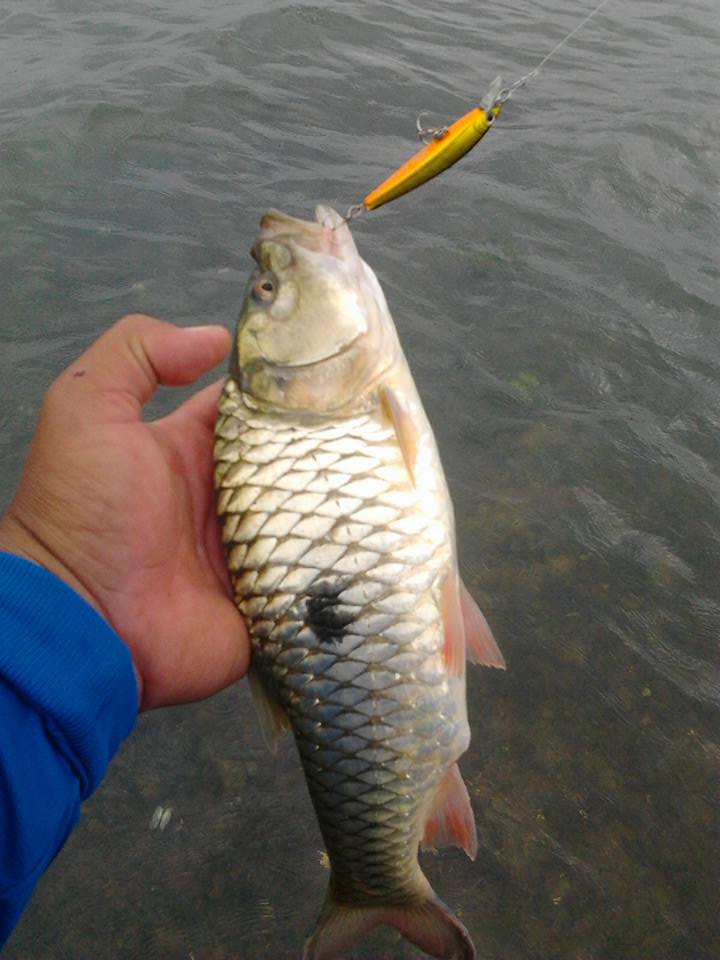  [b]เป็นเจ้ากระสูบจุด ตัวสวยเลยครับหลง กัด Daiwa  L minnow[/b] :cheer: :cheer: :cheer: :cheer: :chee